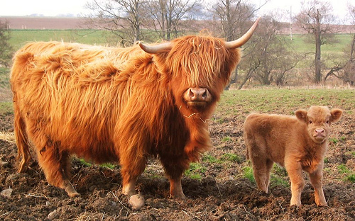 Fergus Highland cattle